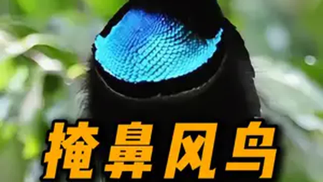 丽色掩鼻风鸟:台下十年功，台上一分钟。动物世界 动物的迷惑行为 抖音知识年终大赏 动物趣事 神奇动物在抖音