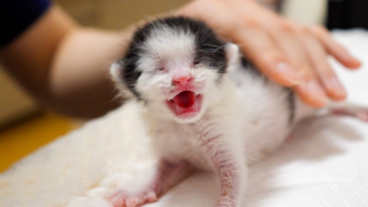 Усыновленный крошечный одинокий котенок поднял большой шум из-за первых какашек