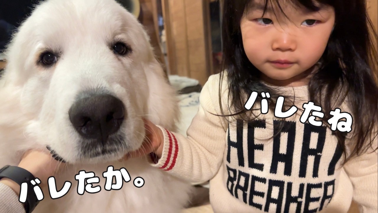 【あ！】３歳児と子犬が気まずそうな顔をしてこっちをみてきた理由が可愛すぎました…笑｜グレートピレニーズ&オールドイングリッシュシープドッグ&トイプードル