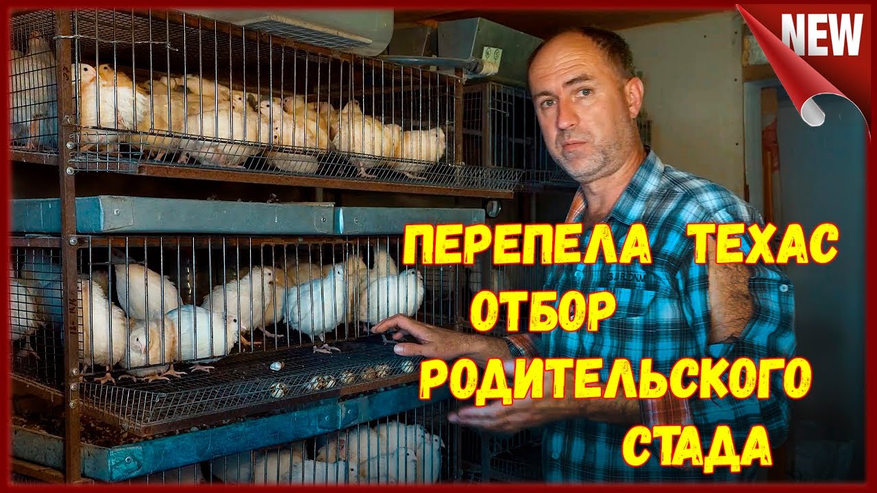 Перепела. Формирование материнского стада. Отбор Техаса для родительского стада.