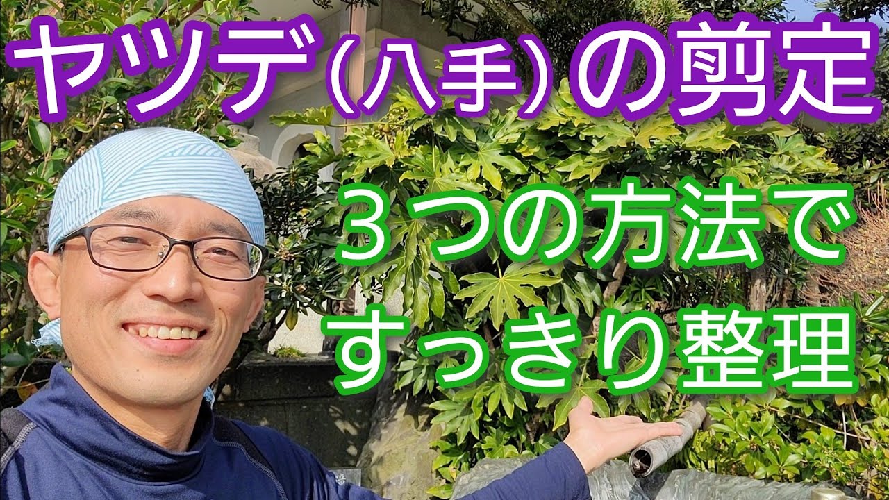 【ヤツデ(八手)の剪定】大きくなった木を綺麗に小さく整える手入れ3️⃣👍️