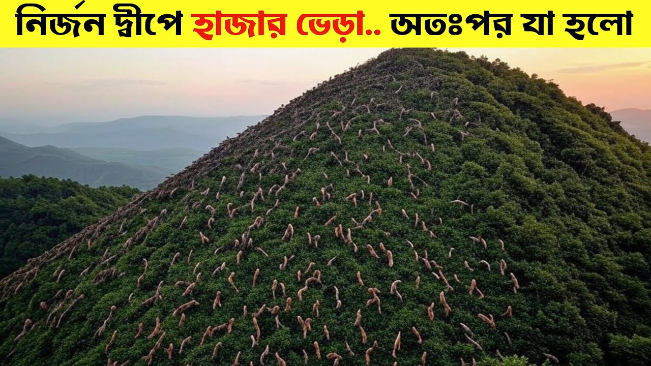 তারা হাজার হাজার ভেড়াকে ক্ষুধার্থ ছেড়ে দেয় একটি নির্জন দ্বীপে... তারপর যা ঘটে তা সবাই অবাক!