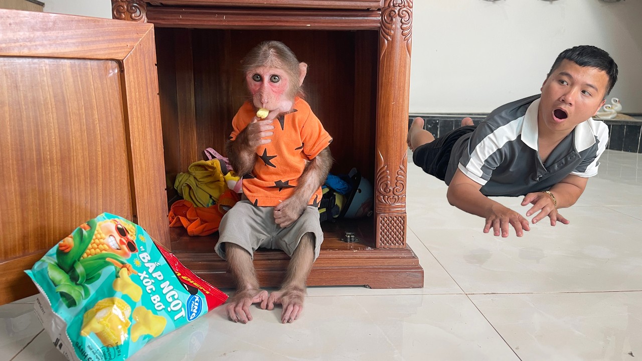 Cubis Secretly Steals Dad’s Snack… What Happens Next 😳