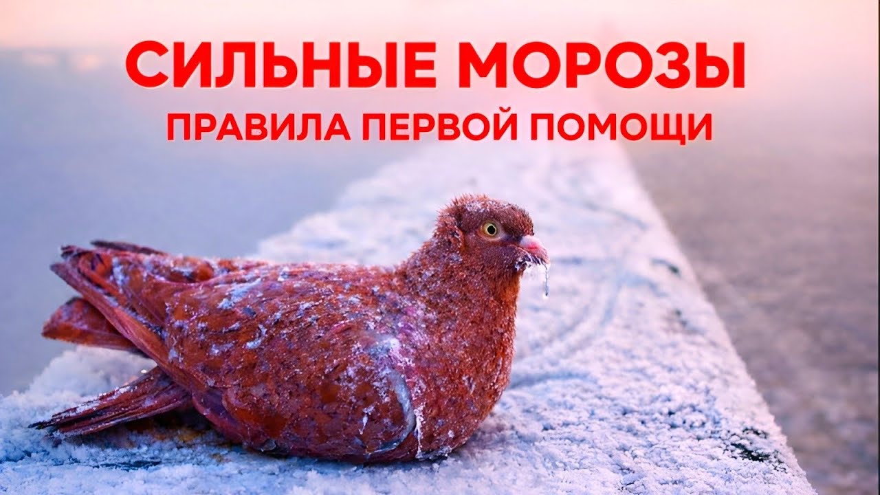 Как пережили Сильные Морозы / Такого У нас в Первый Раз 😱