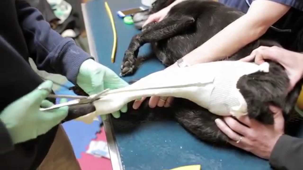 Dog Knee Brace: Casting (Quick Overview)