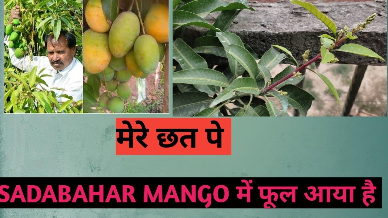 मेरे छत पे Sadabahar Kota Mango