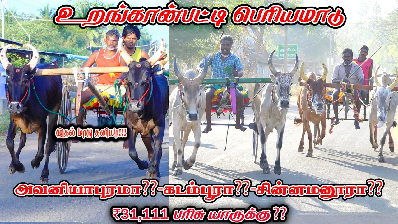 6உறங்கான்பட்டி-பெரியமாடு-பந்தயம்_14.03.2026_V_Photography