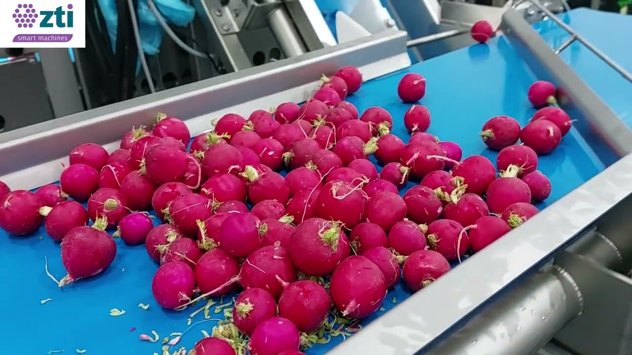 Radish Top and Tailer