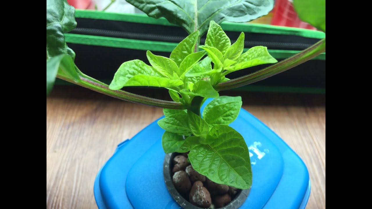 Topping Pepper Plants & Two Months Results