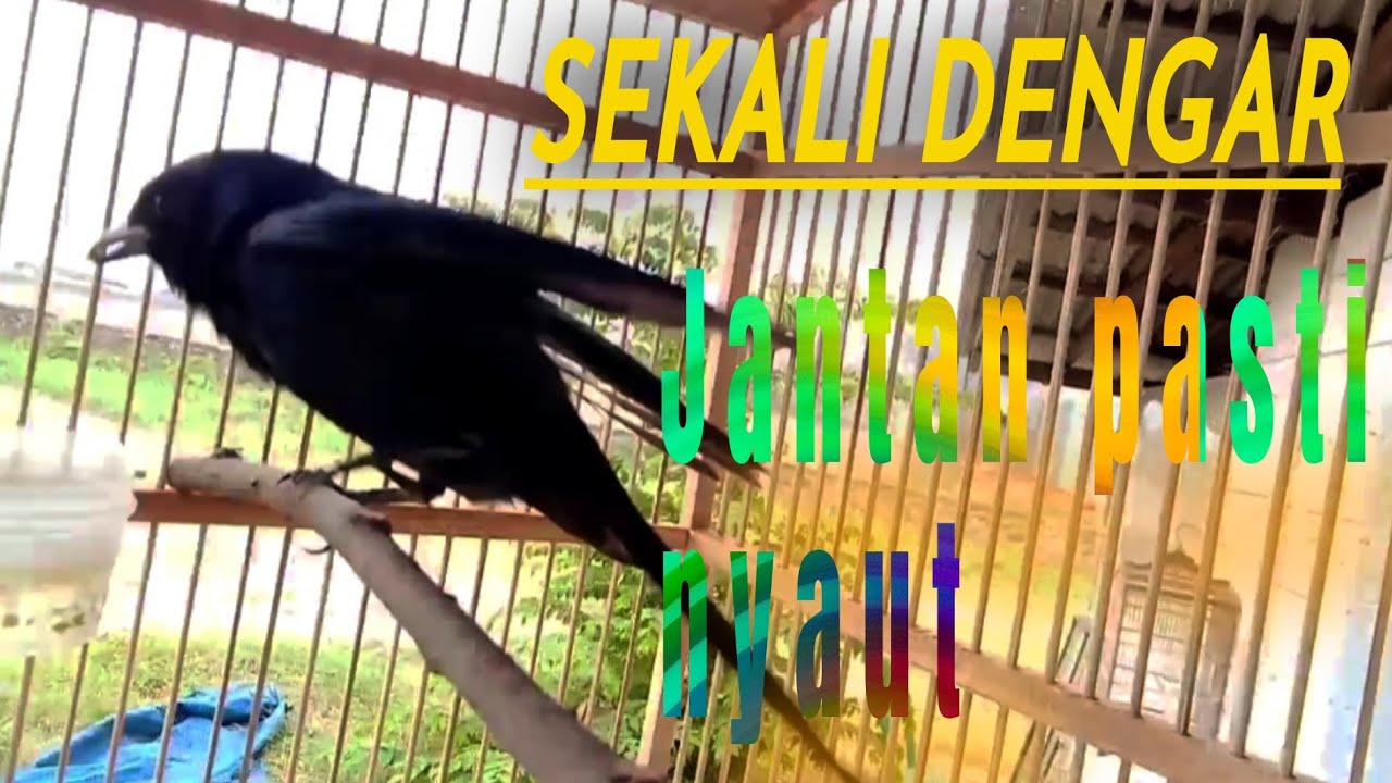 Srigunting Betina Gacor Sekali Dengar Sijantan pasti Nyaut