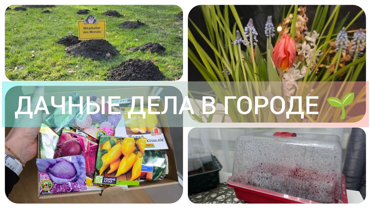 Занялась рассадой\ Балкон удивил: луковичные проснулись + спасаю клубнику🍓🌸
