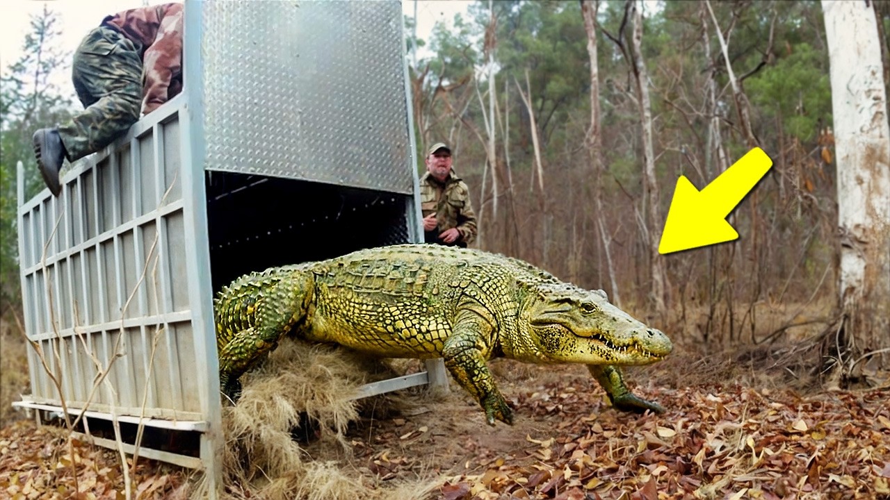 These Animals Are Being Freed for the First Time