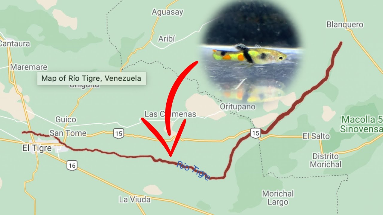 *RARE WILD FISH* From Venezuela and West Africa!!!