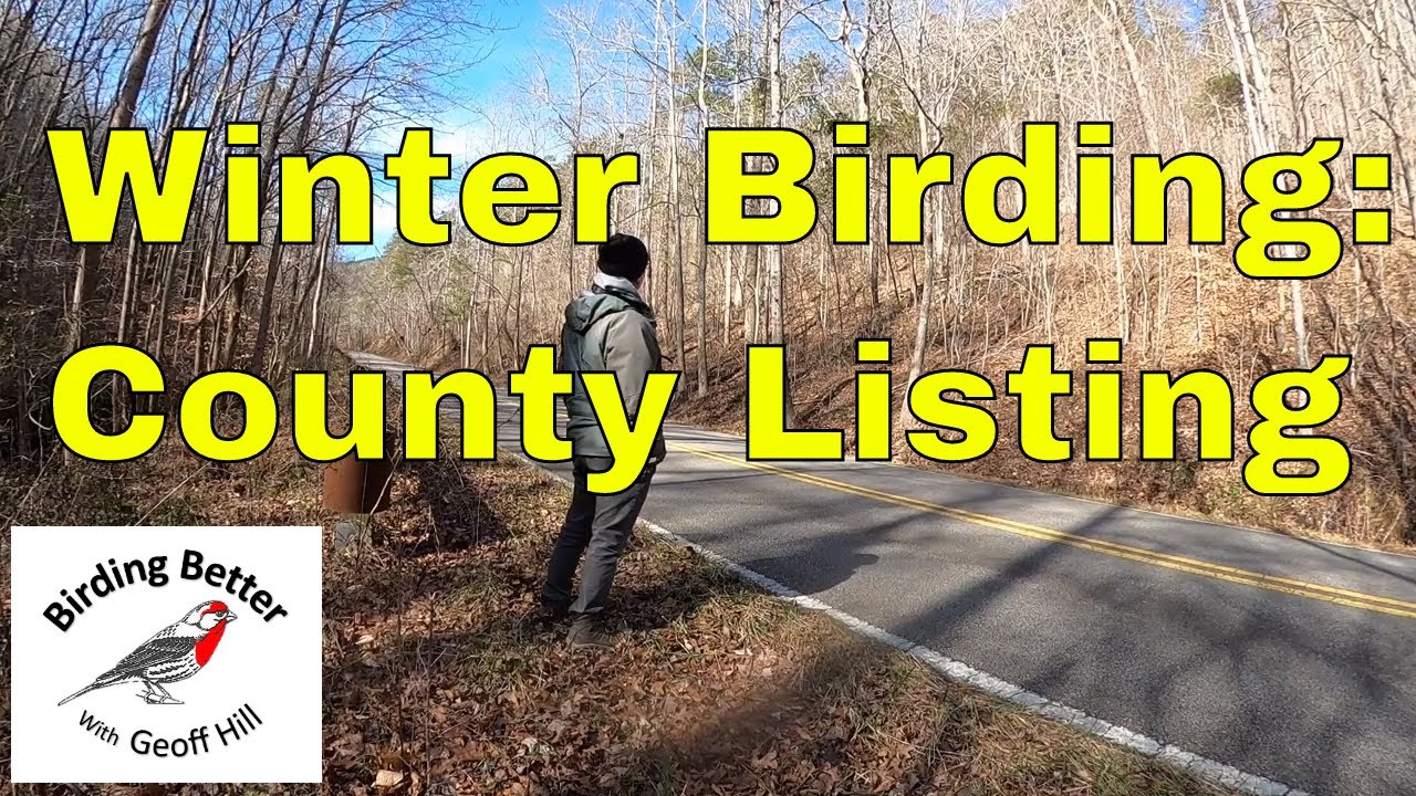 Winter Birding: County Listing