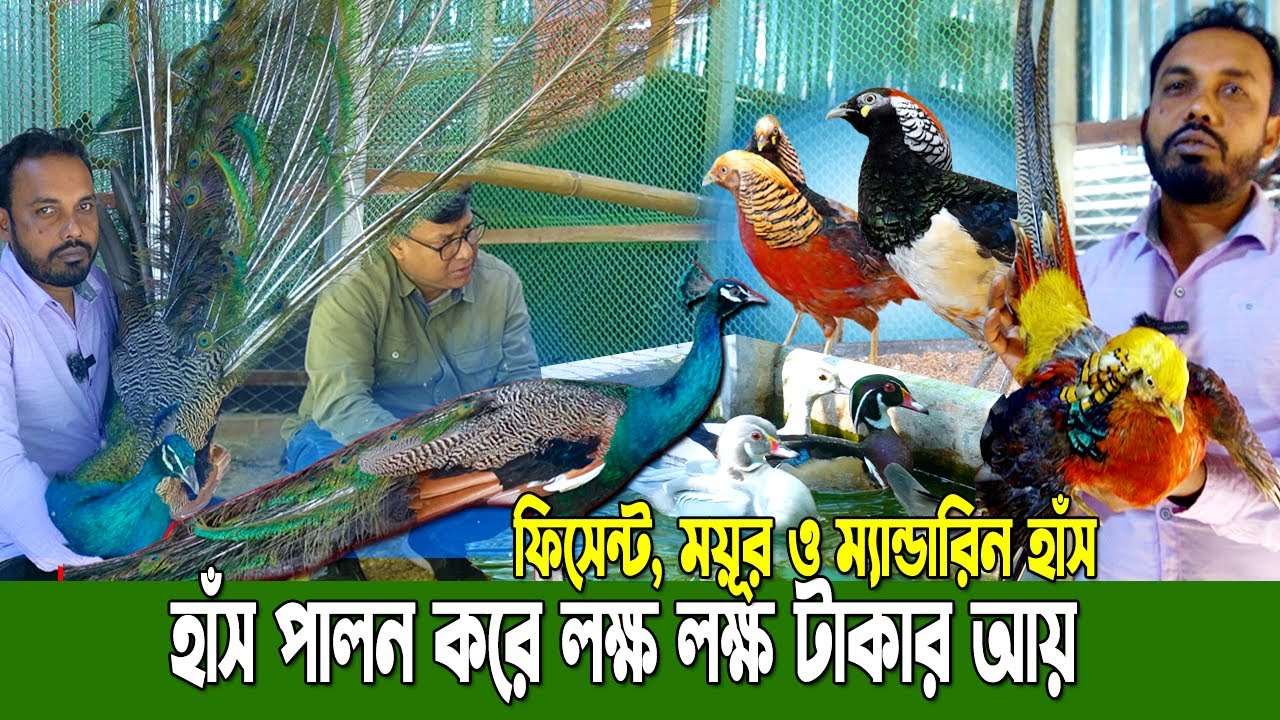 বাংলাদেশের বৃহত্তম পাখির খামার | ফিসেন্ট, ময়ূর ও ম্যান্ডারিন হাঁস পালন| সফলতার টিপস