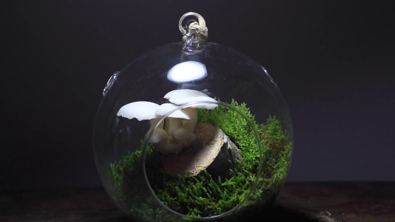 Round Mushroom Terrarium [Pleurotus ostreatus] まんまるきのこのテラリウム[白ヒラタケ]