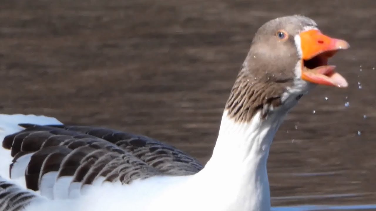 Goose honk / call sound & bathing