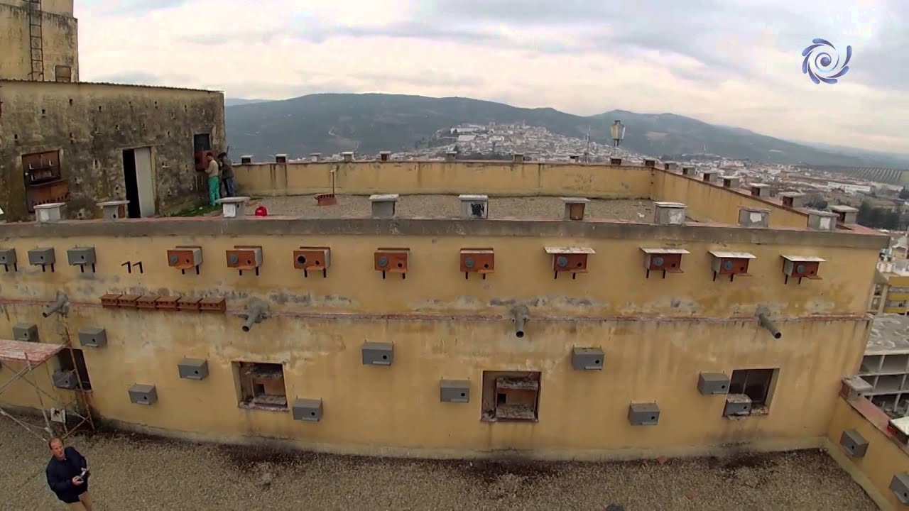 Corredores para el Primilla  Silo de Baena