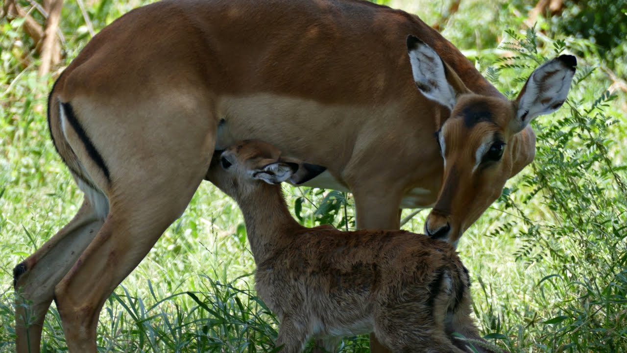 Up and Running in a Few Minutes - A Baby Impala's Start of Life
