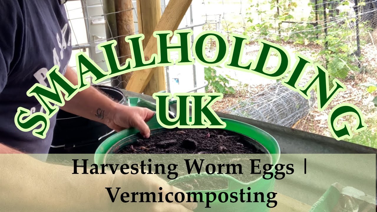 Harvesting Worm Eggs | Vermicomposting