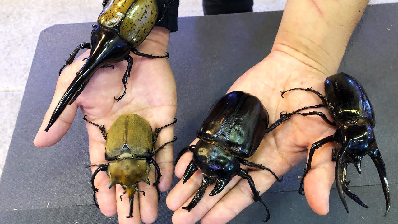 世界中のカブトムシ・クワガタを集めて１番を決める戦い