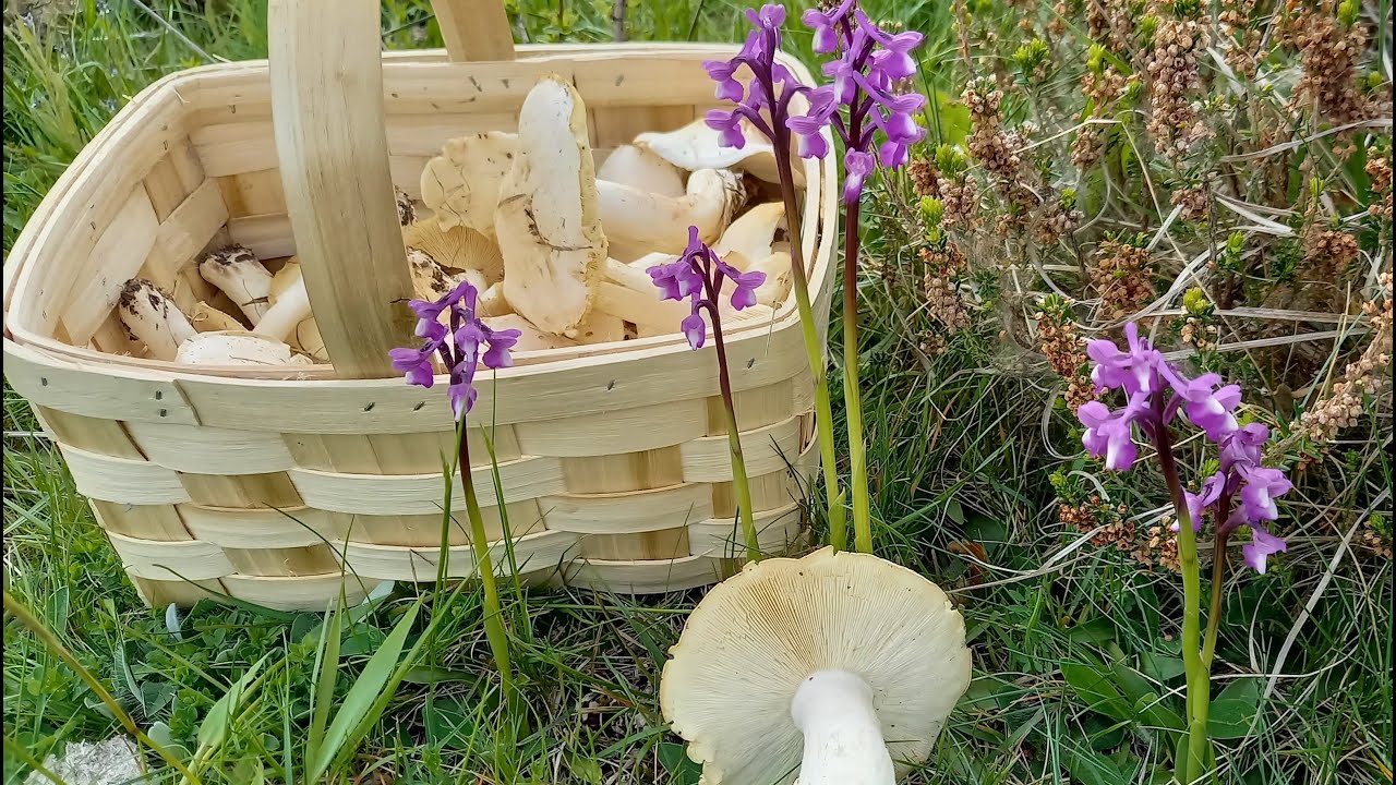 Perretxikos 2021( Calocybe gambosa)