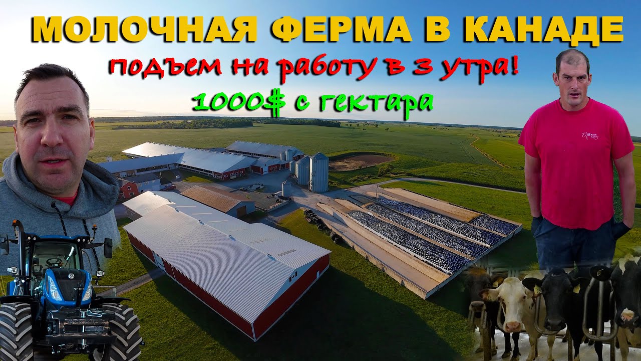 Сколько зарабатывают на молочной ферме в Канаде. Квоты, субсидии, техника, Koch Farm, Онтарио