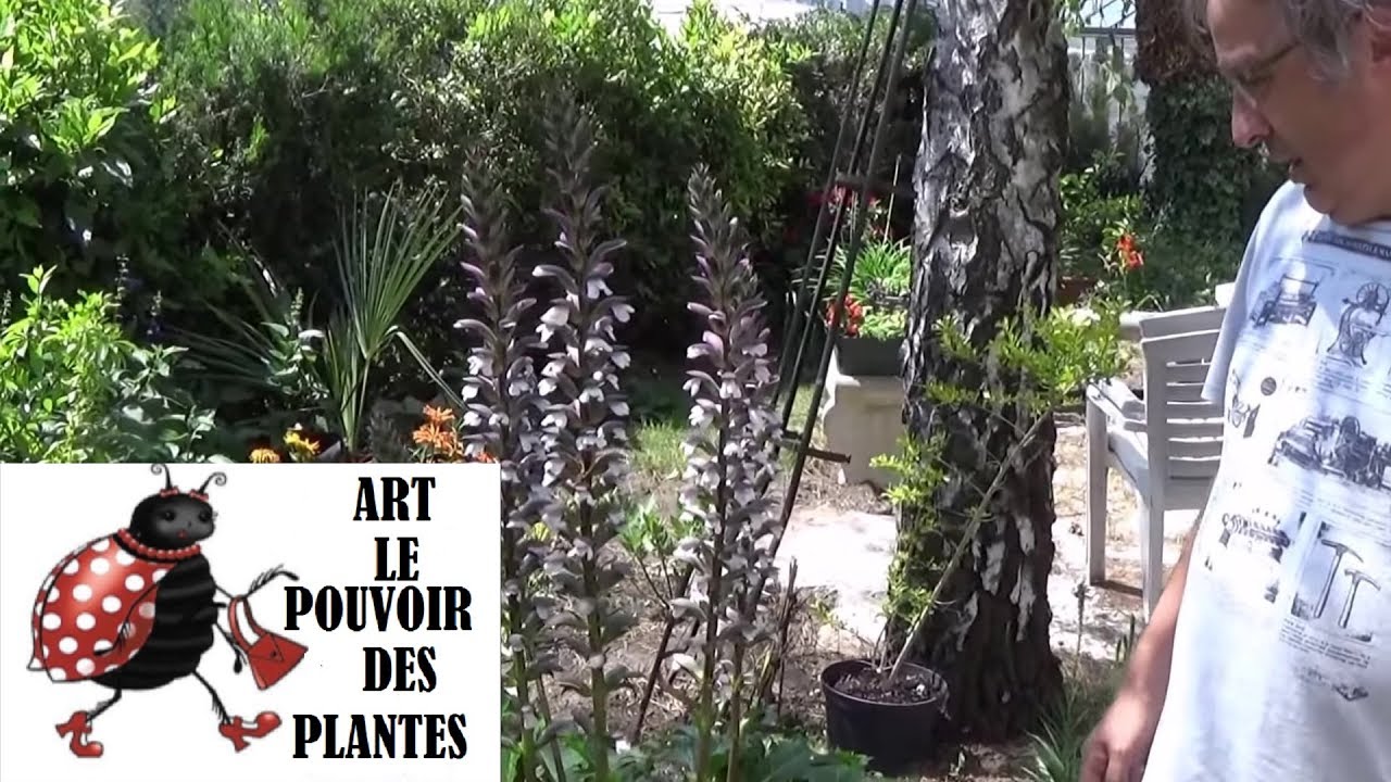 chaine tv de Jardinage: acanthe mollis: Comment faire un Semis: Plante vivace