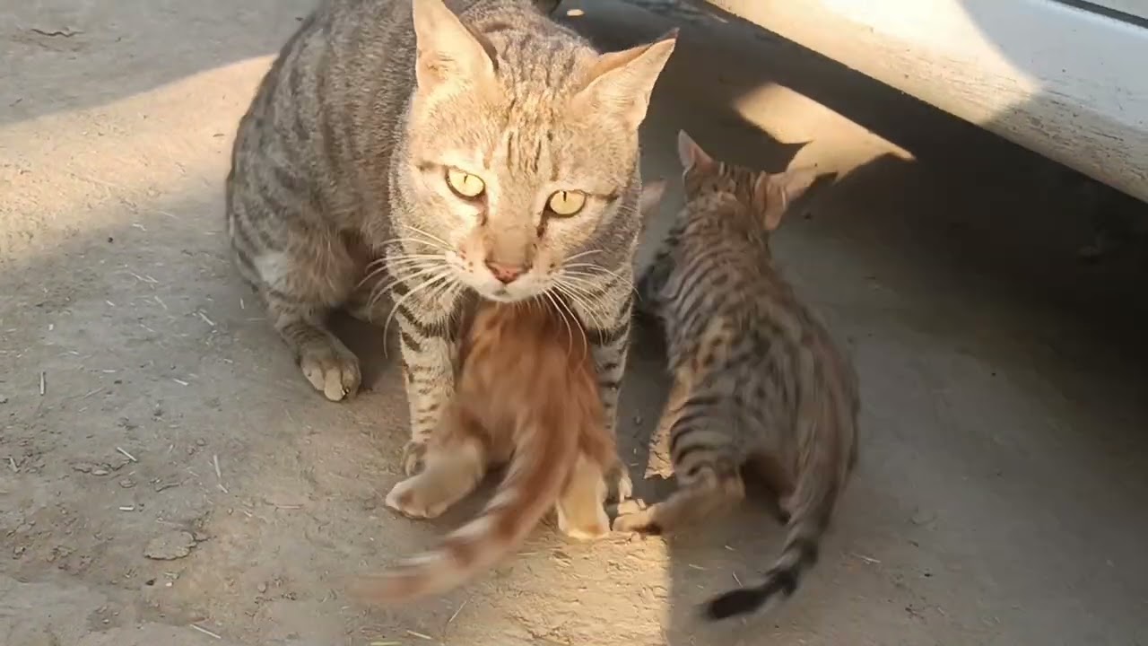 The cat is feeding milk to her kittens. 