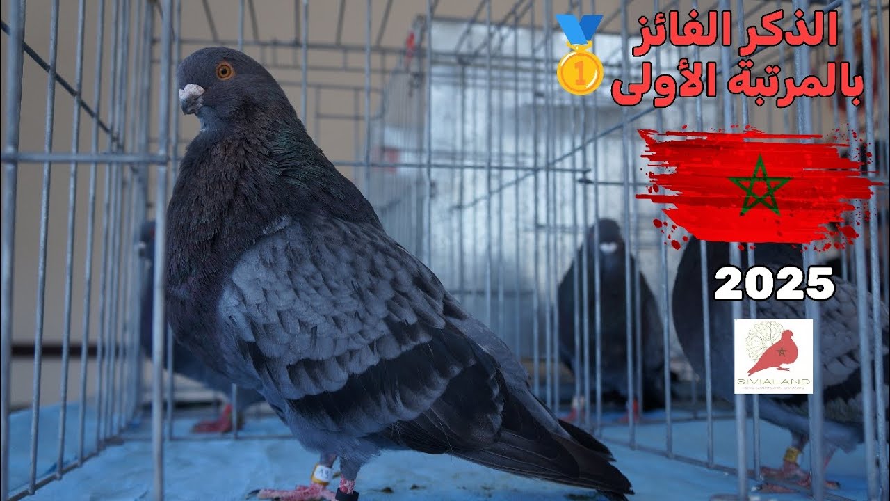 تغطية شاملة لأجواء المسابقة الأولى🥇لتبريز حمام السيفيانوس 🕊️ المنظمة من طرف الجمعية السلاوية 🇲🇦 2025