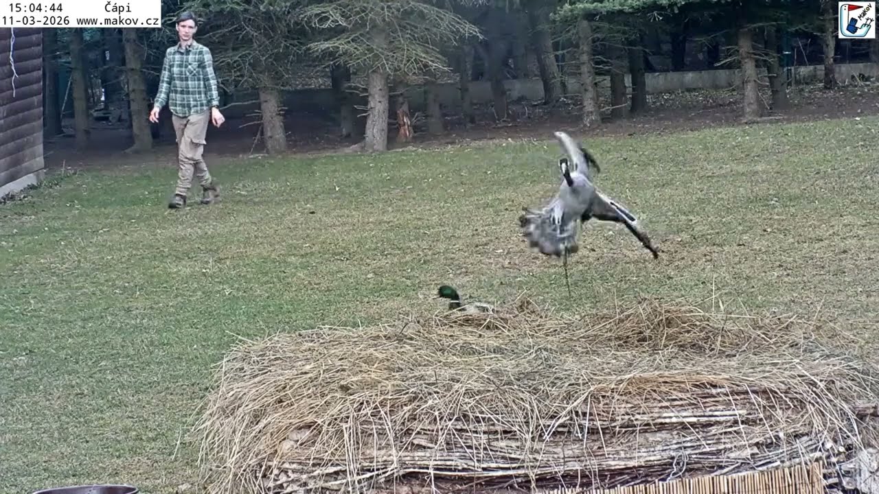 Odchyt Jonáše a Johanky na zastřihnutí křídel