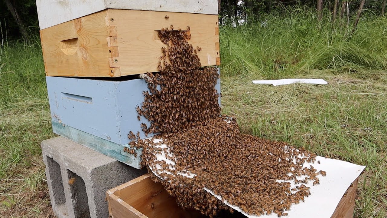 Installing Bees a Different Way