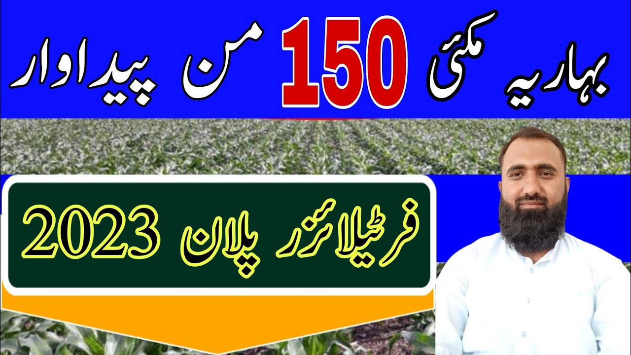 How to get high yield of spring maize | Fertilizer Plan spring maize 2023 | Bilal Kanju Official