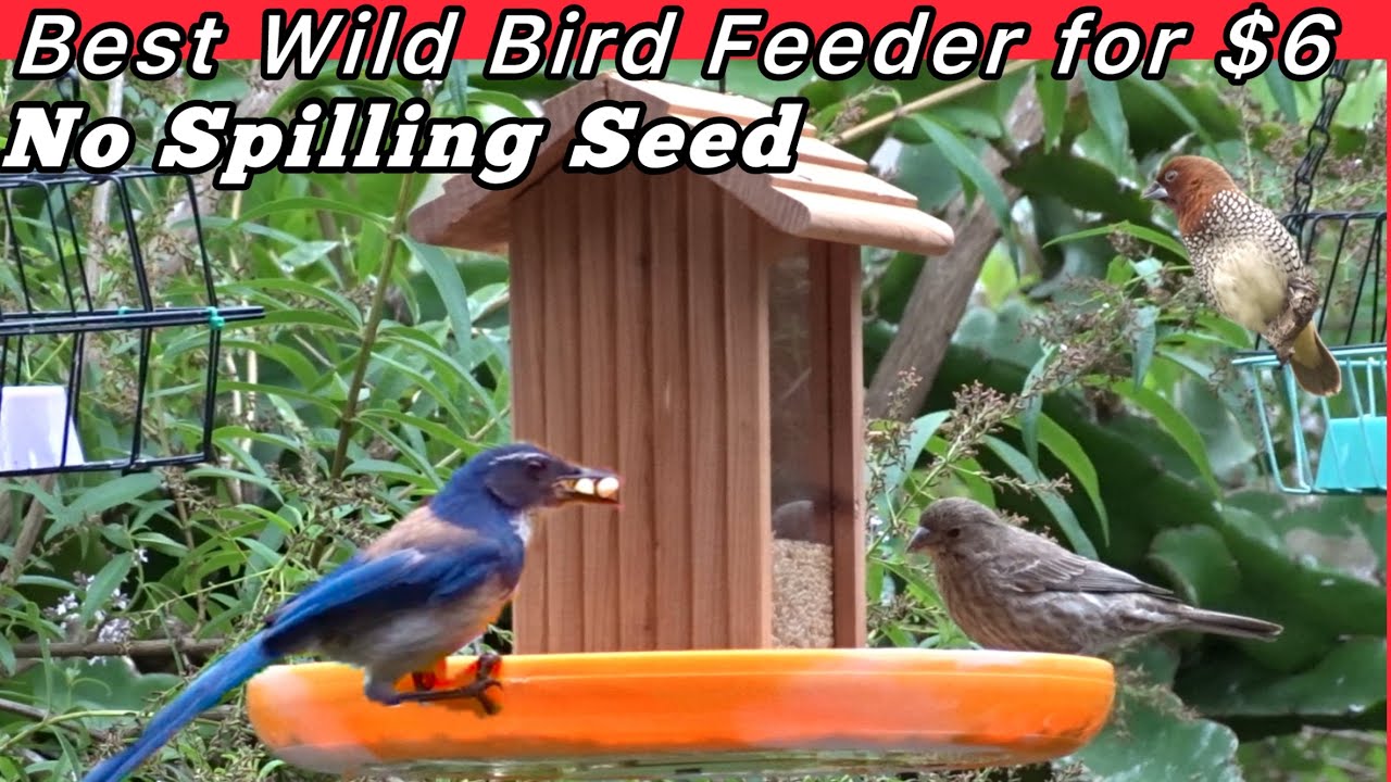 BEST Hanging Bird Feeder Wild Birds Love ❤️ Easy DIY Fix for Inexpensive No Flying Seeds, Cedar Wood
