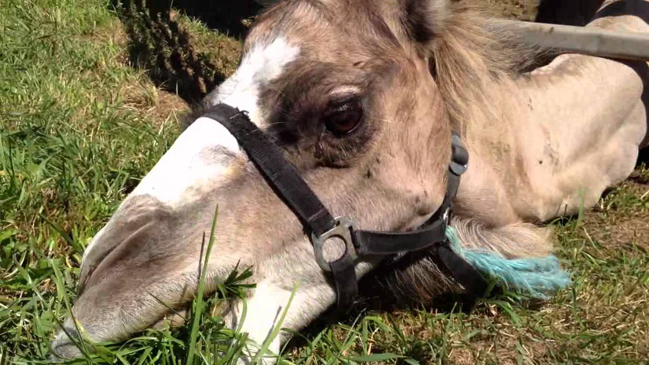 Camels eat grass