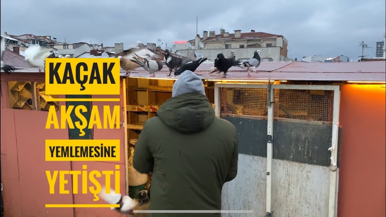 KARDA GELMEYEN KAÇAK KUŞLARI YEMLERKEN GELDİ