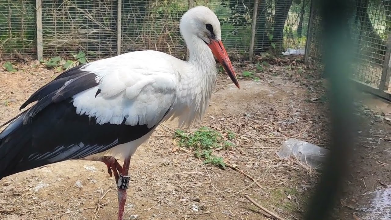 Catanzaro, parco della biodiversità Mediterranea