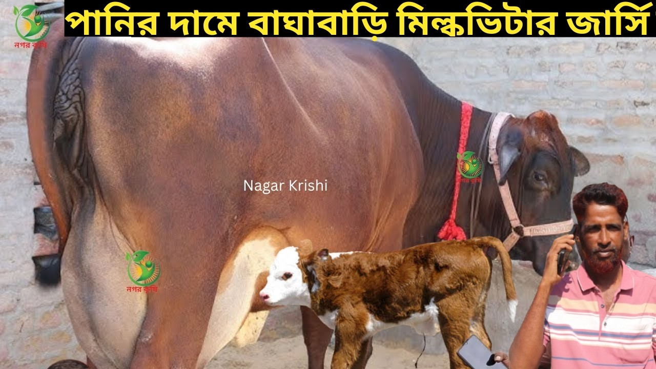 ওয়াহেদ কাকার পানির দামে বাঘাবাড়ি জার্সি শাহীওয়াল গাভী ! সীমিত দামে বিগ সাইজের গাভী কিনুন