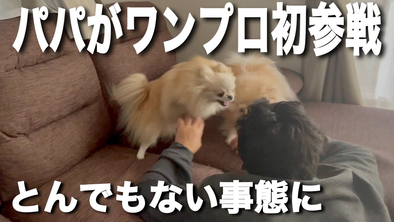 犬達がワンプロで遊んでたので乱入したらとんでもないことに！