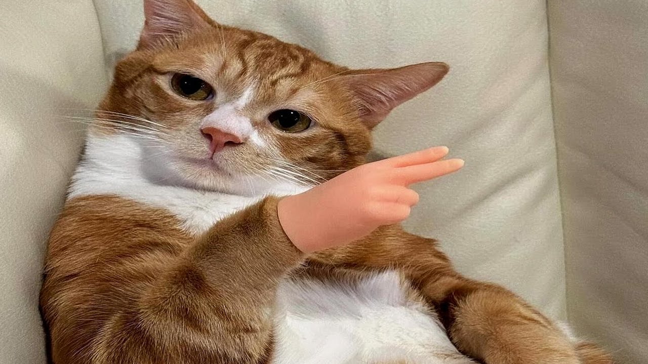 usual cat video