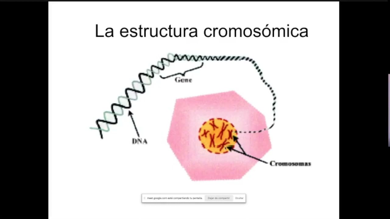 Estructura cromosómica