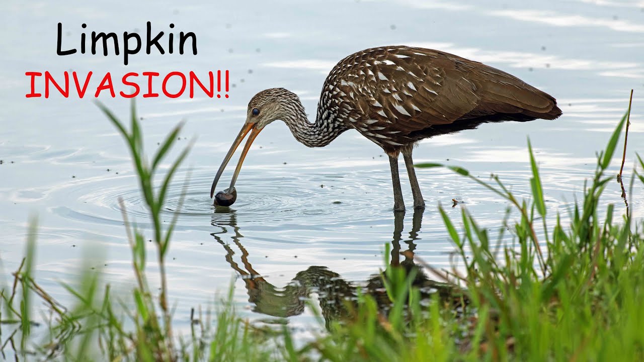 Limpkin Invasion!!