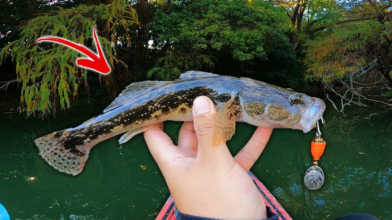 Cómo Pescar GUABINA de Río
