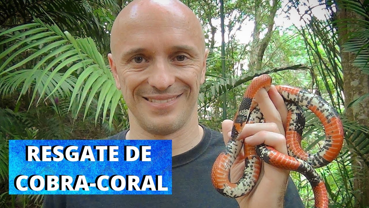 COBRA-CORAL – VEJA UM ANIMAL RESGATADO SER SOLTO NA NATUREZA!