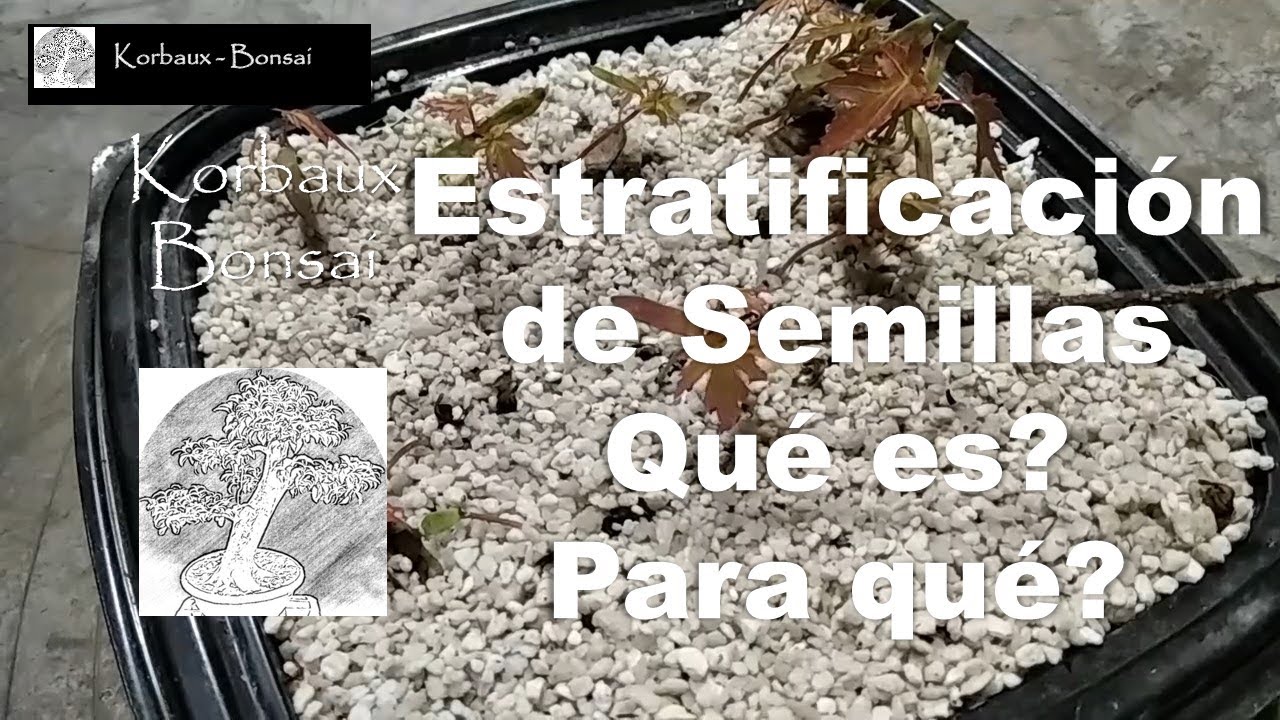 Estratificación de Semillas. Qué es? Para qué?