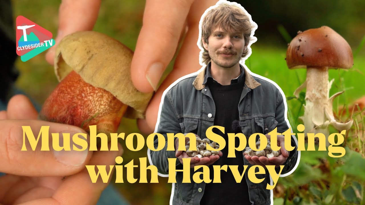 Mushroom Spotting with Harvey Episode 1 | Wild Mushrooms in Balloch Park, Scotland 🍄