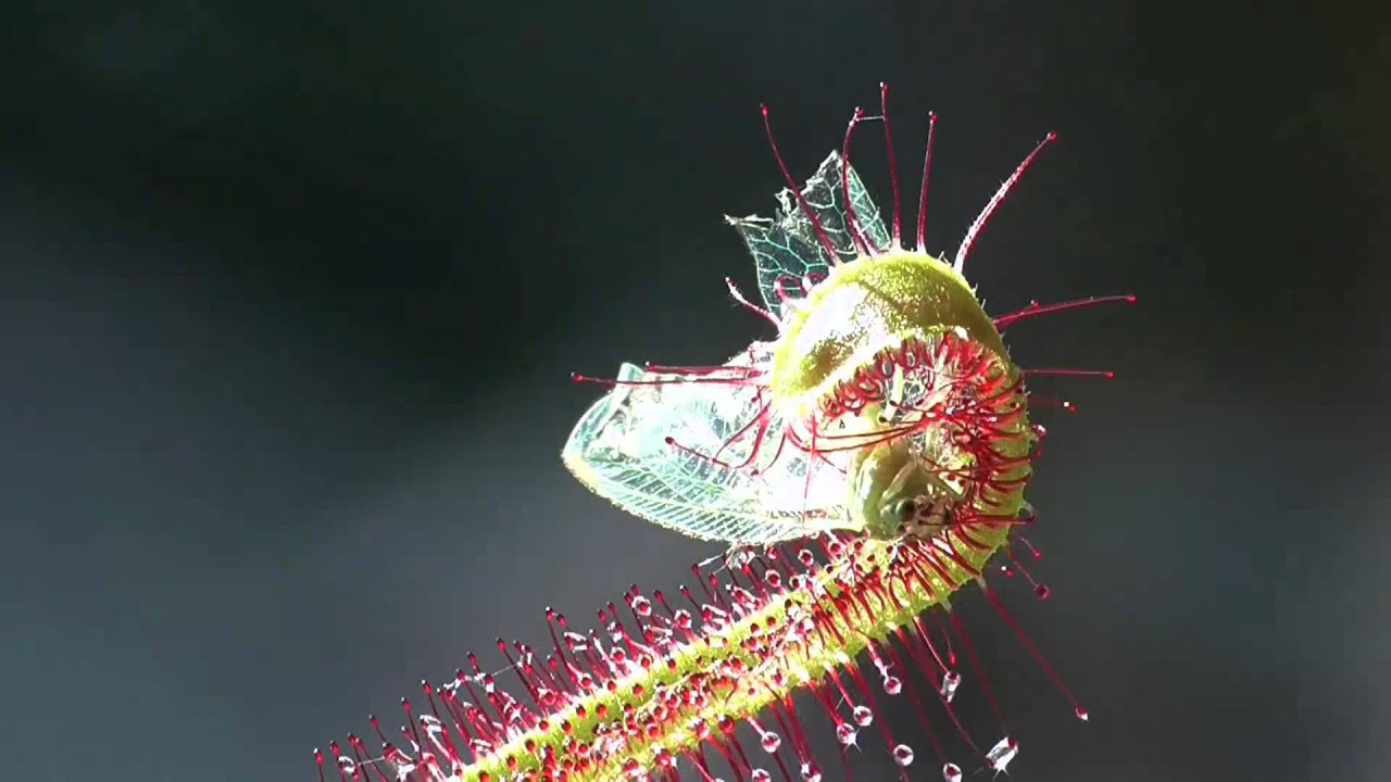 Drosera capensis and fly - time lapse / Kap-Sonnentau f&auml;ngt Florfliege