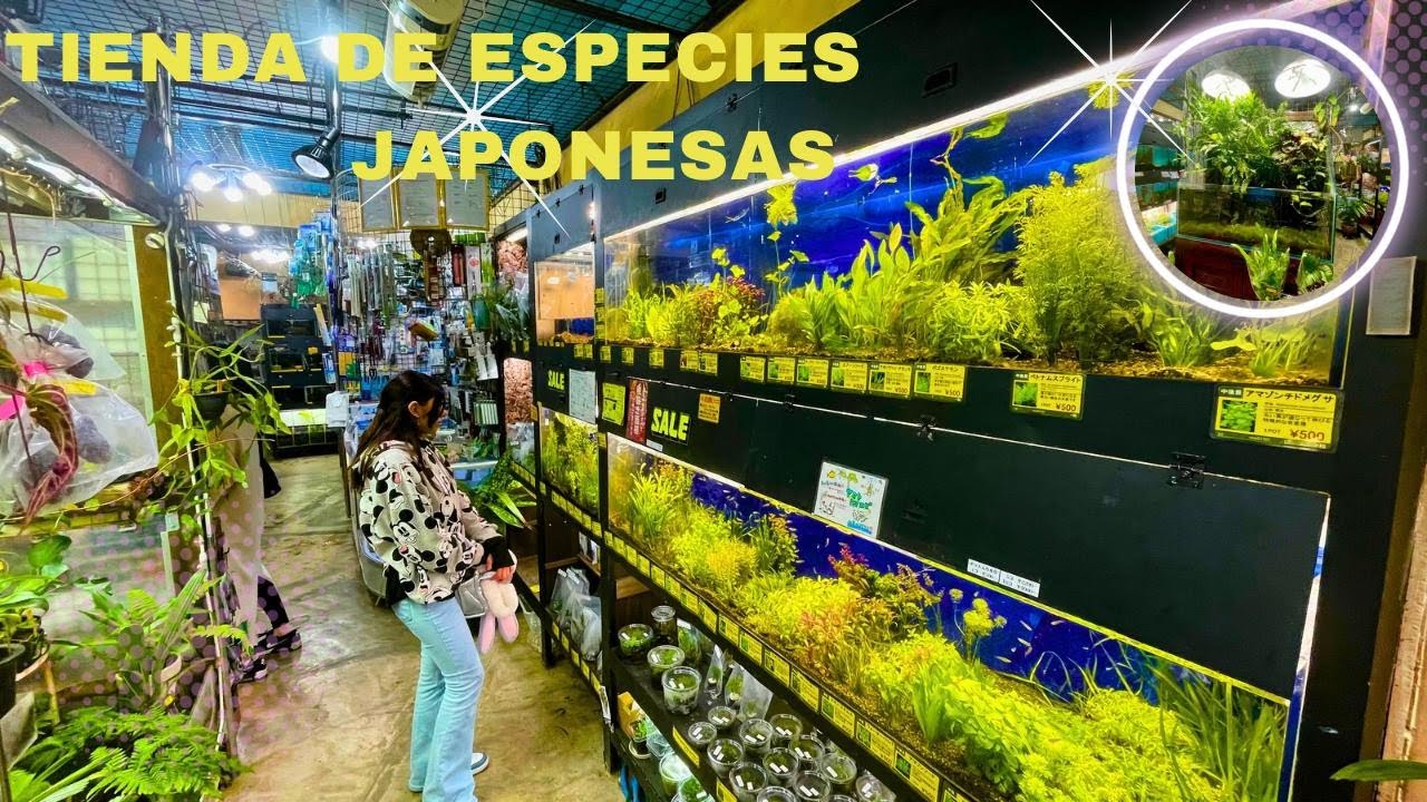 TIENDA DE PECES RAROS EN JAPÓN