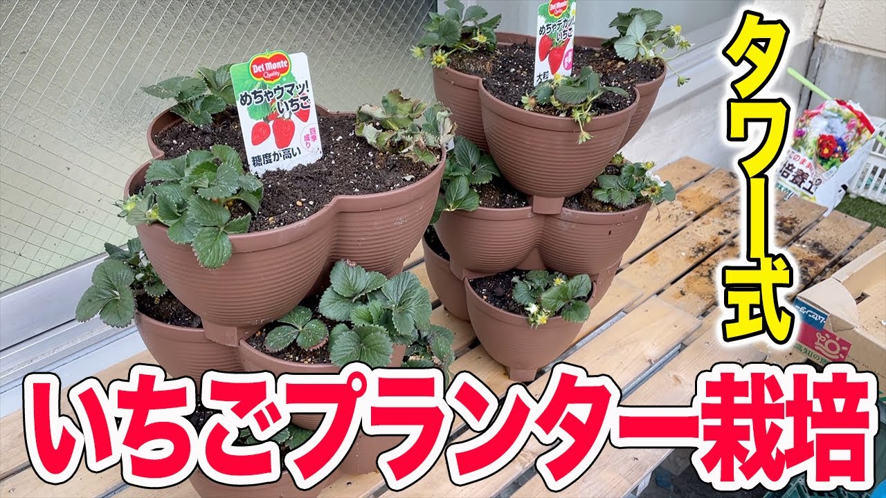 春はイチゴ植付けラストチャンス　いちごプランター栽培
