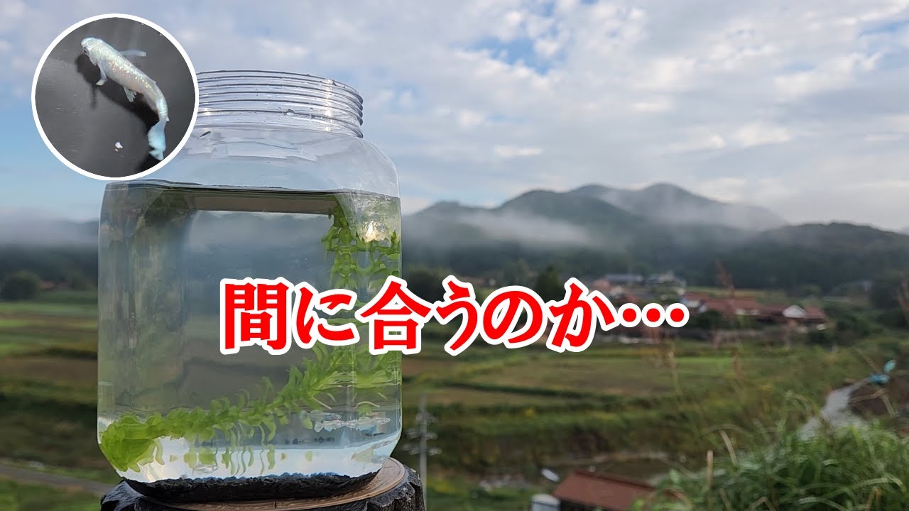 メダカ針子を３週間でどこまで大きくできるのか？短期育成チャレンジの結果…